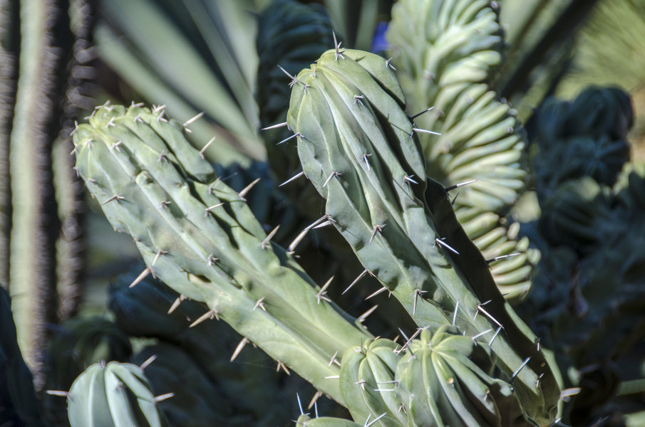 Cactus - Marrakech - Marruecos 4